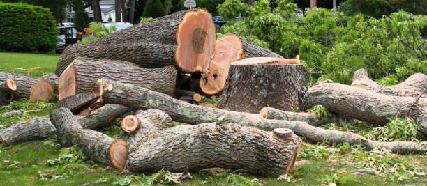Best Tree Risk Assessment  in South River, NJ